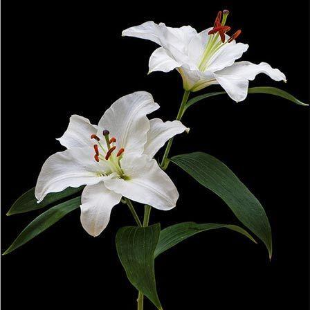 Corporate floral consultation example